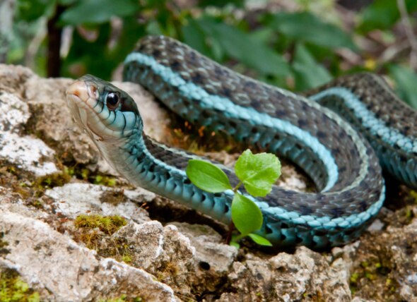 Garter Snake - Thamnophis